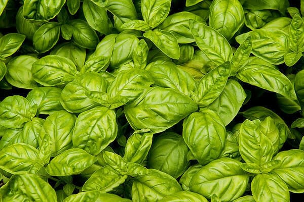 Basil