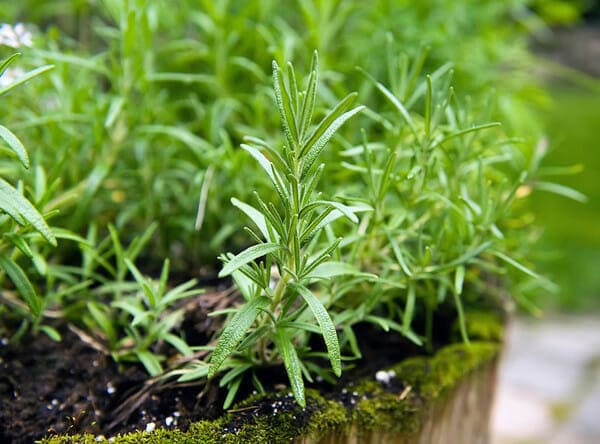Rosemary