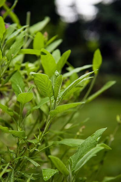 Sage