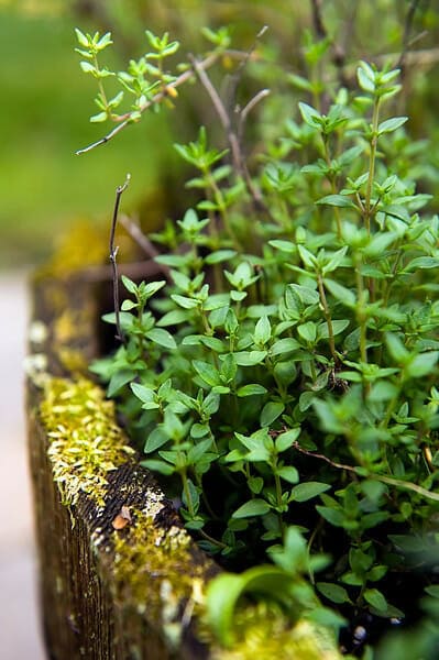 Thyme