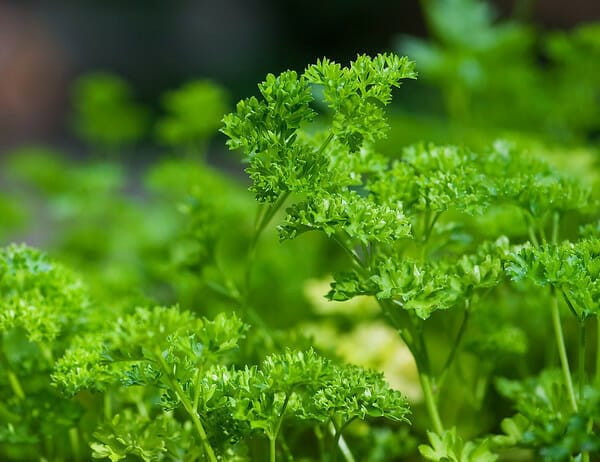 Parsley