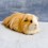 Guineapig_0013