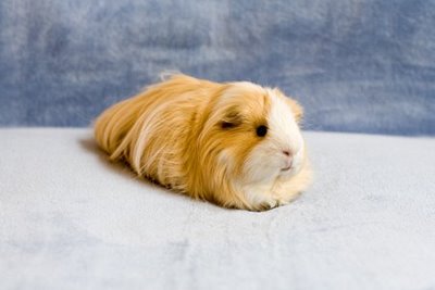Guineapig_0013