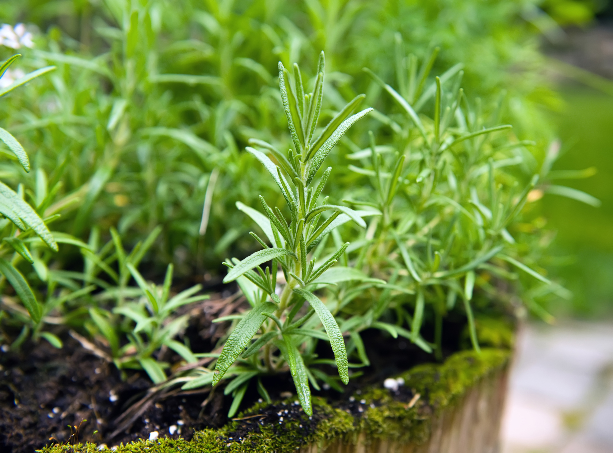 Fresh rosemary in a planter.