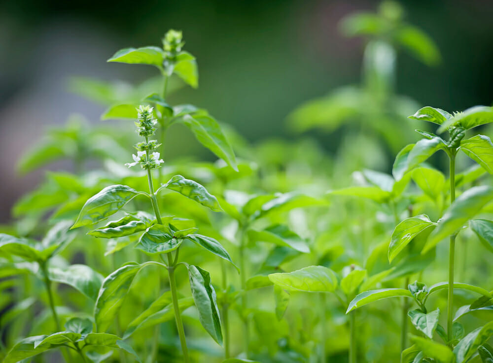 Basil plants.