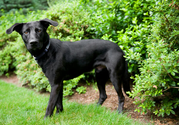 black labrador