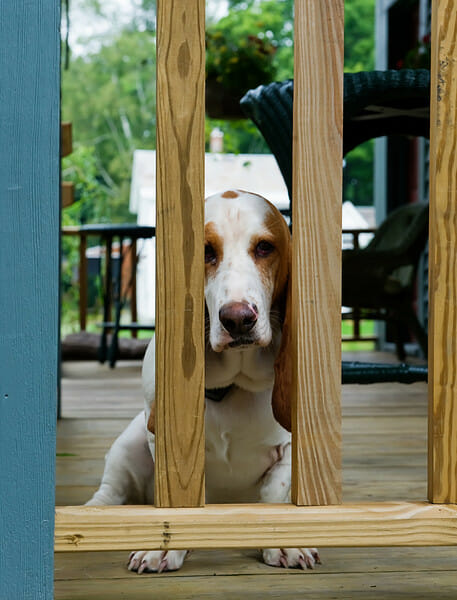 Maille at fence