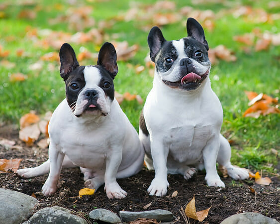 smiling puppies