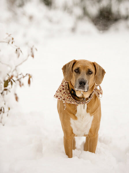 dog in snow