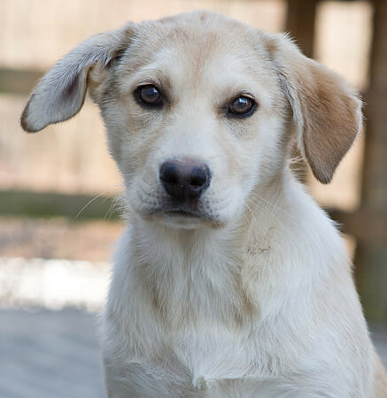 puppy dog eyes