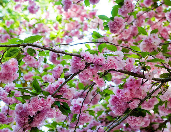 cherry blossoms