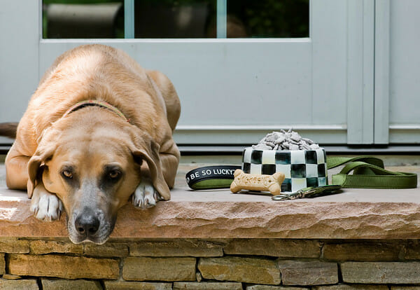 dog with bowl and leash