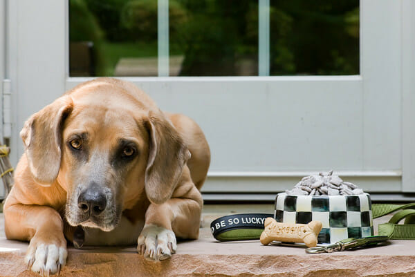 dog with bowl and leash