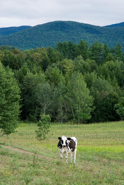 cow in field