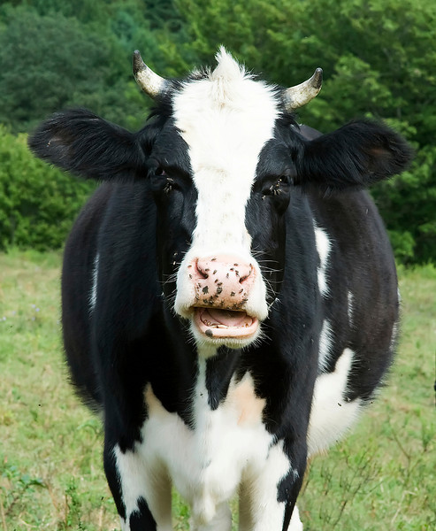 cow