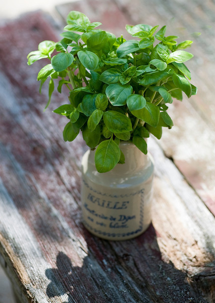 Fresh basil in a vase.