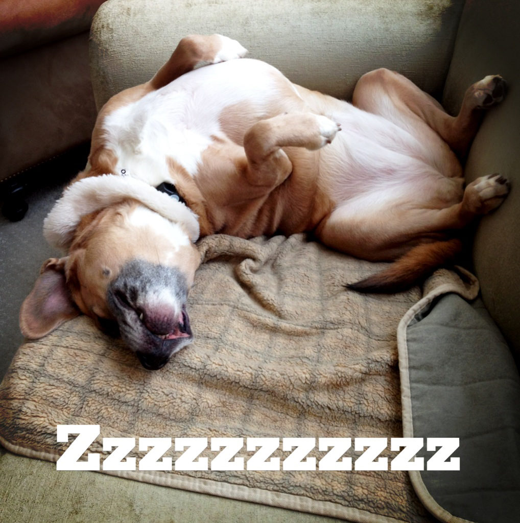 sleepy puppy