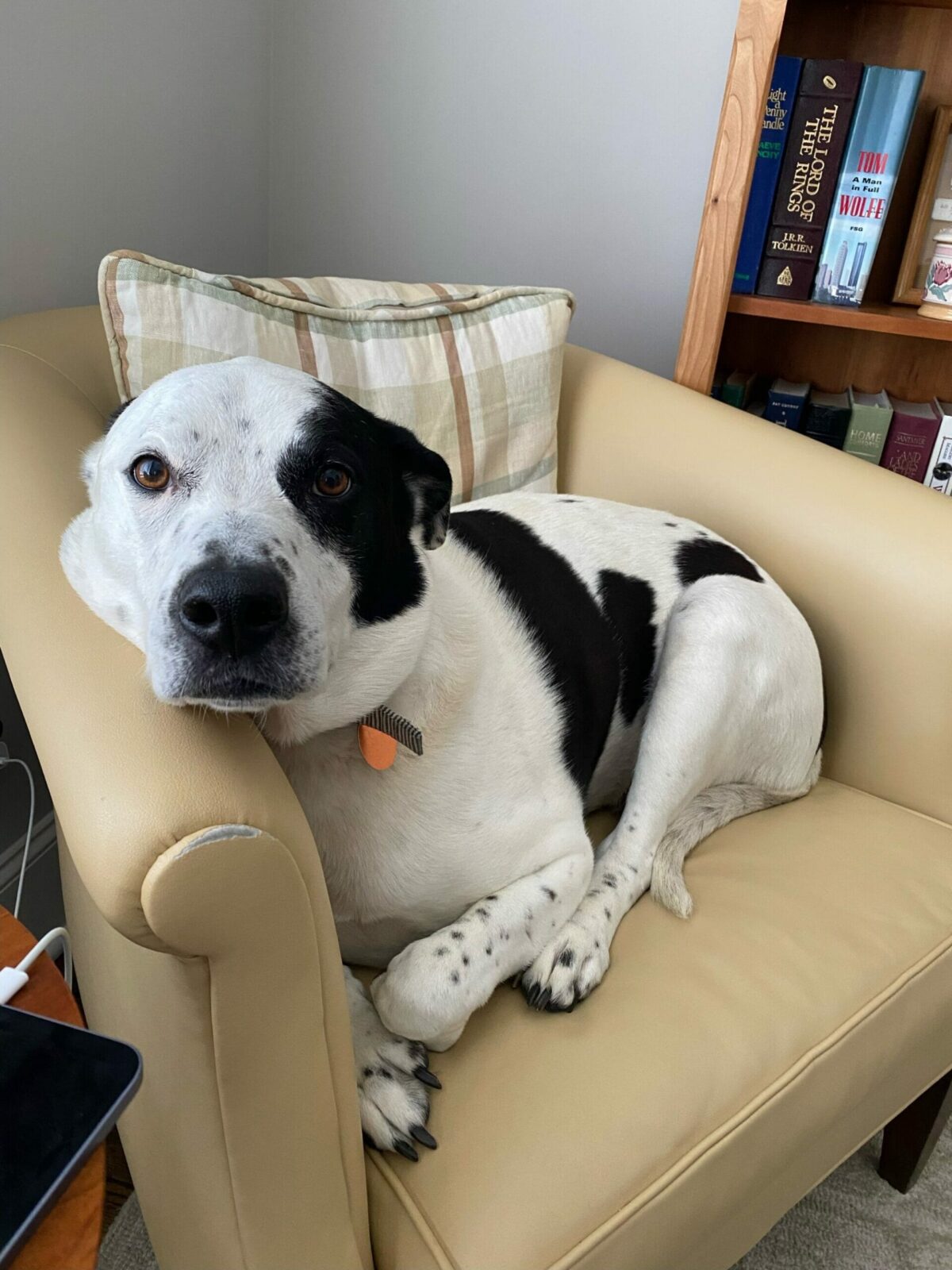 Dog in a chair.