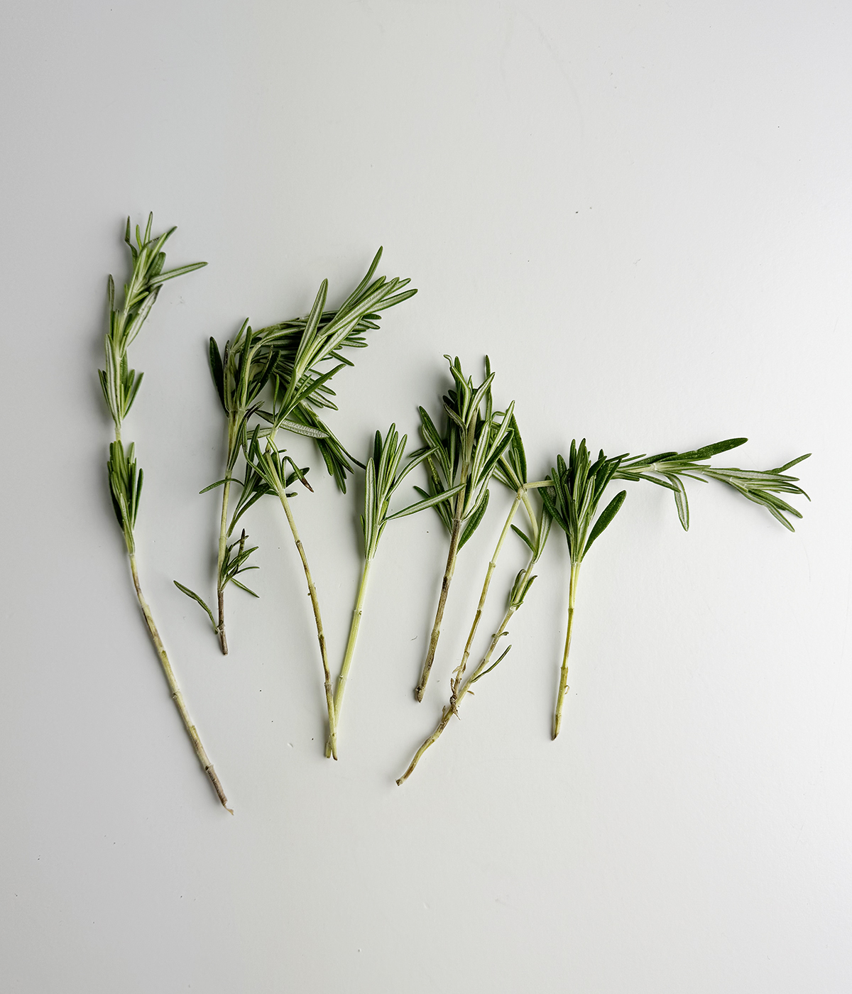 Stripped rosemary stalks.