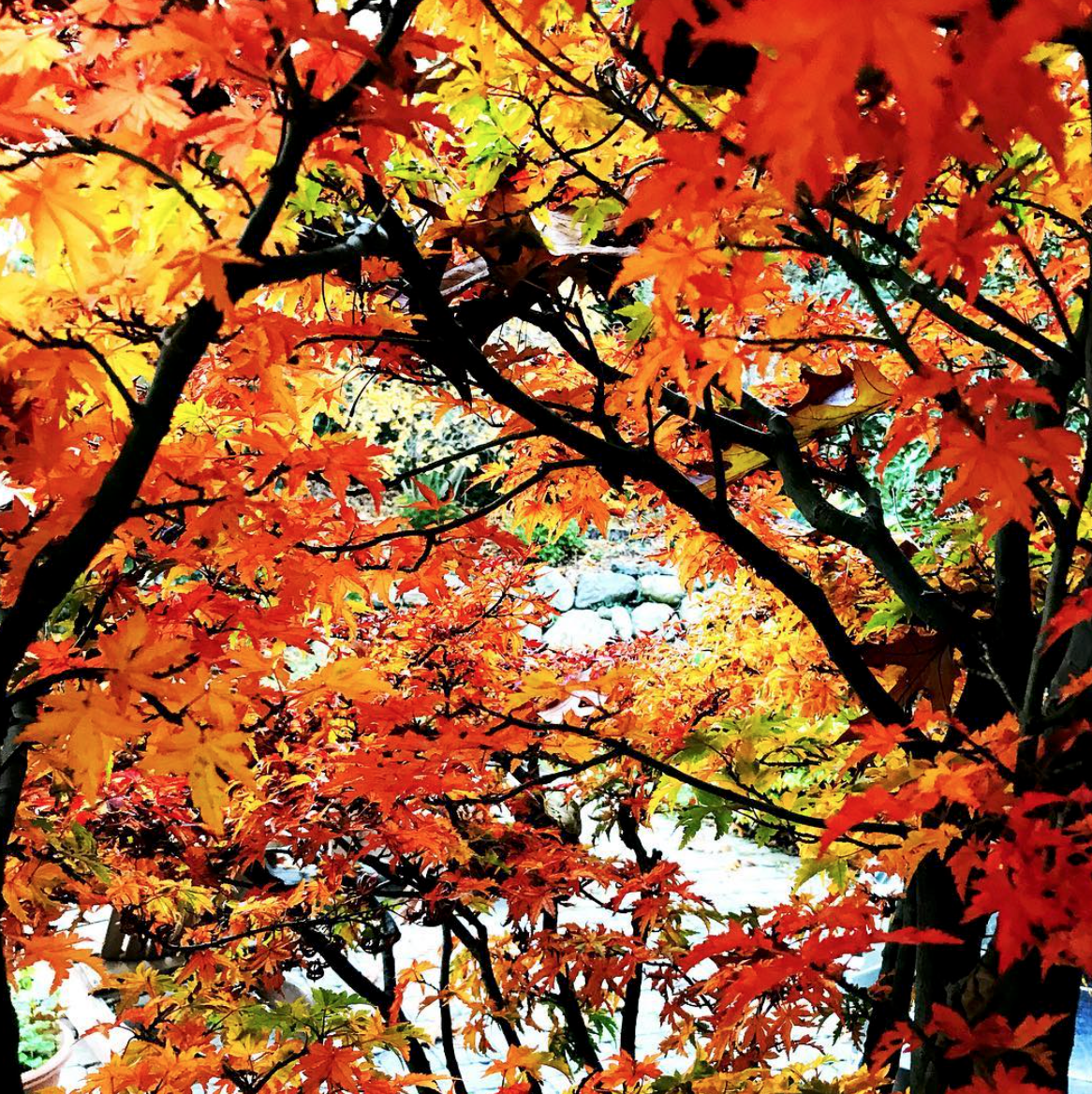 autumn leaves fall colored leaves
