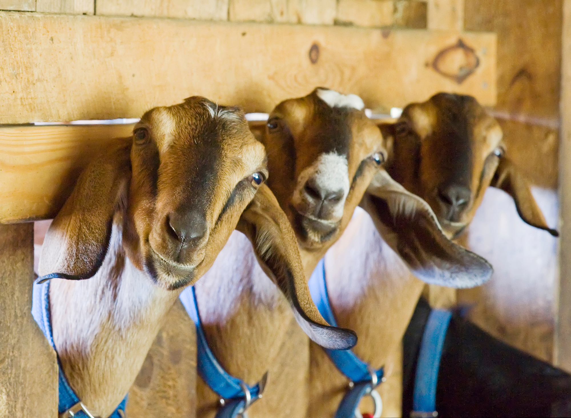 nubian goats