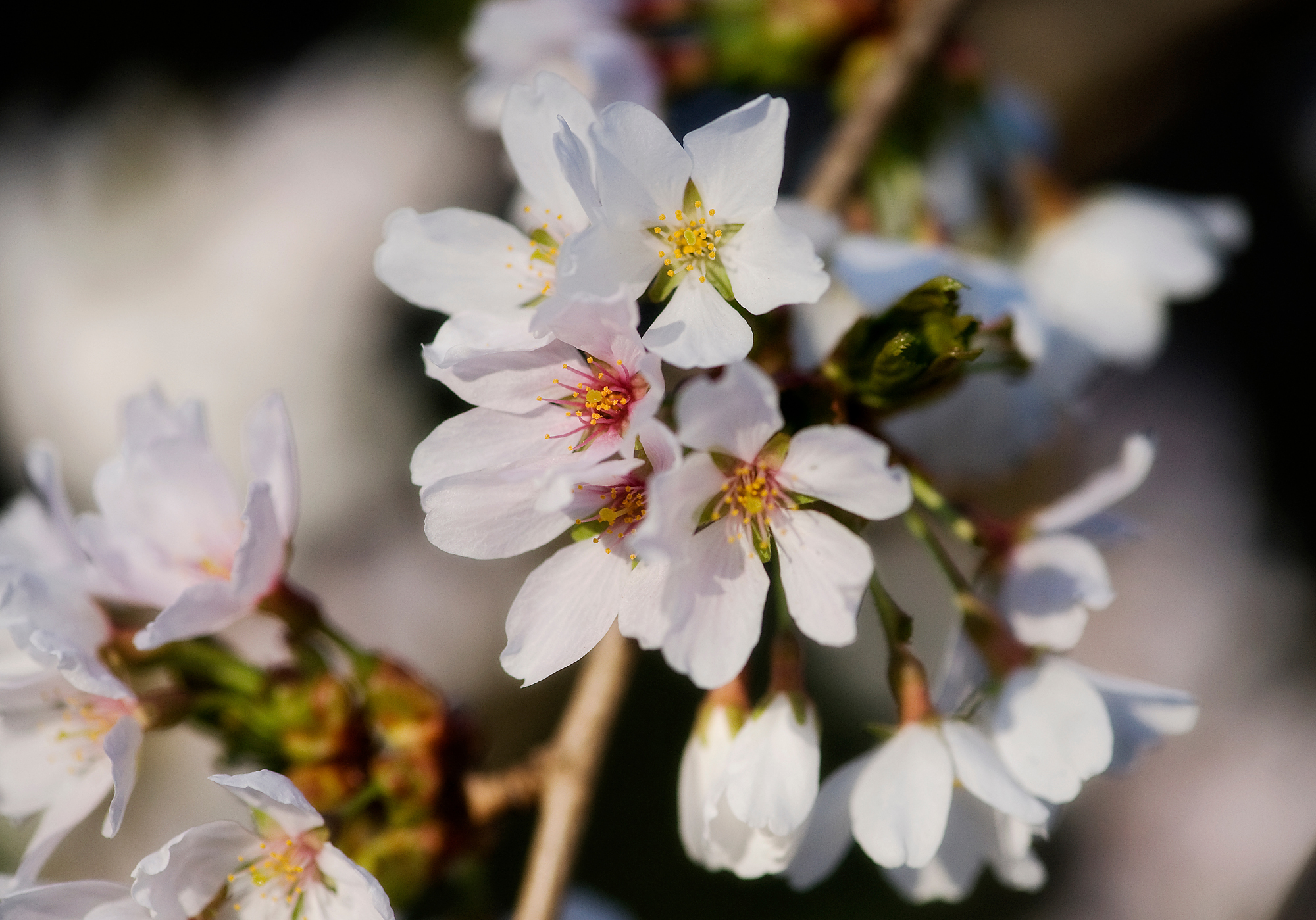 spring blossoms