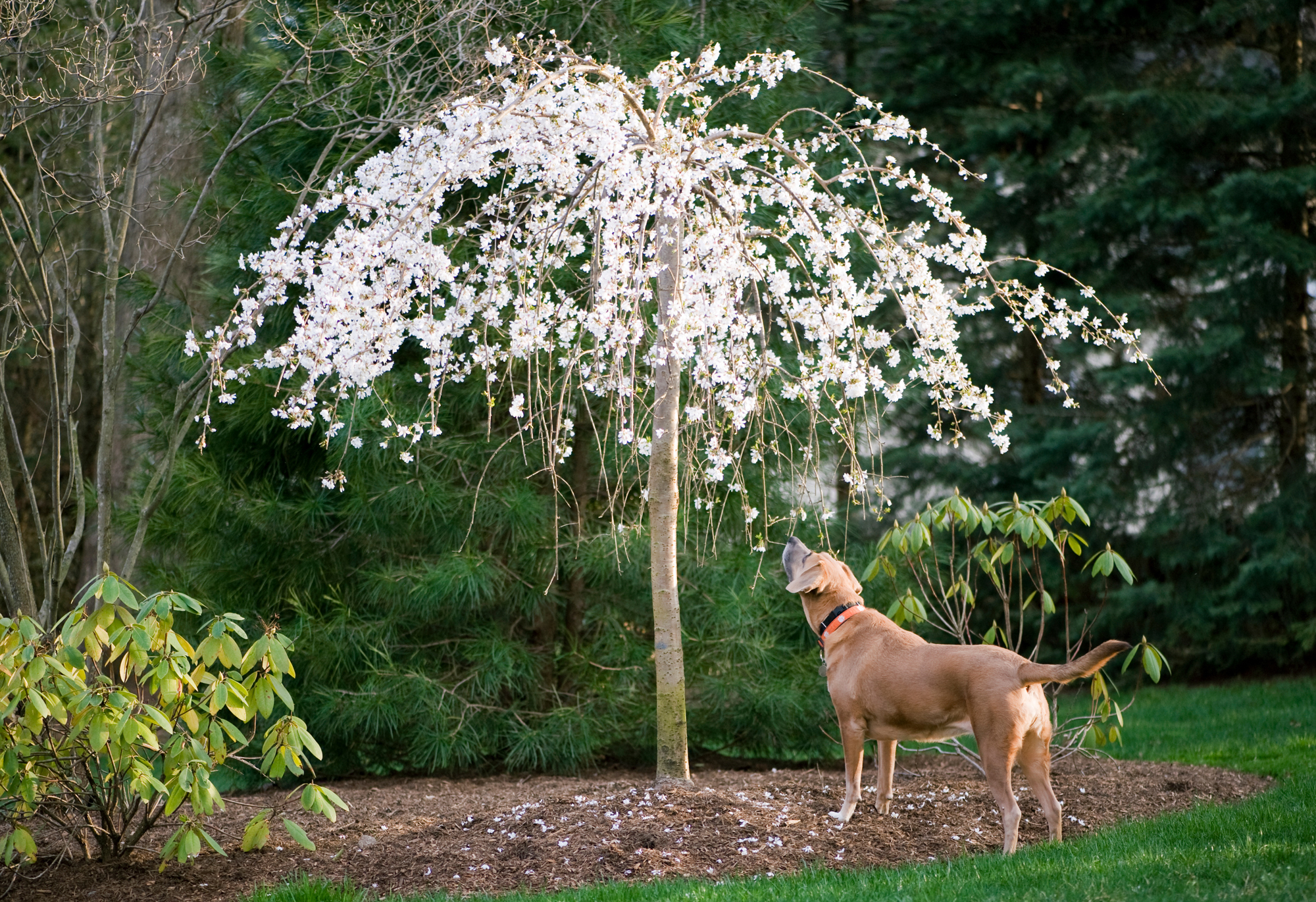 dog and tree