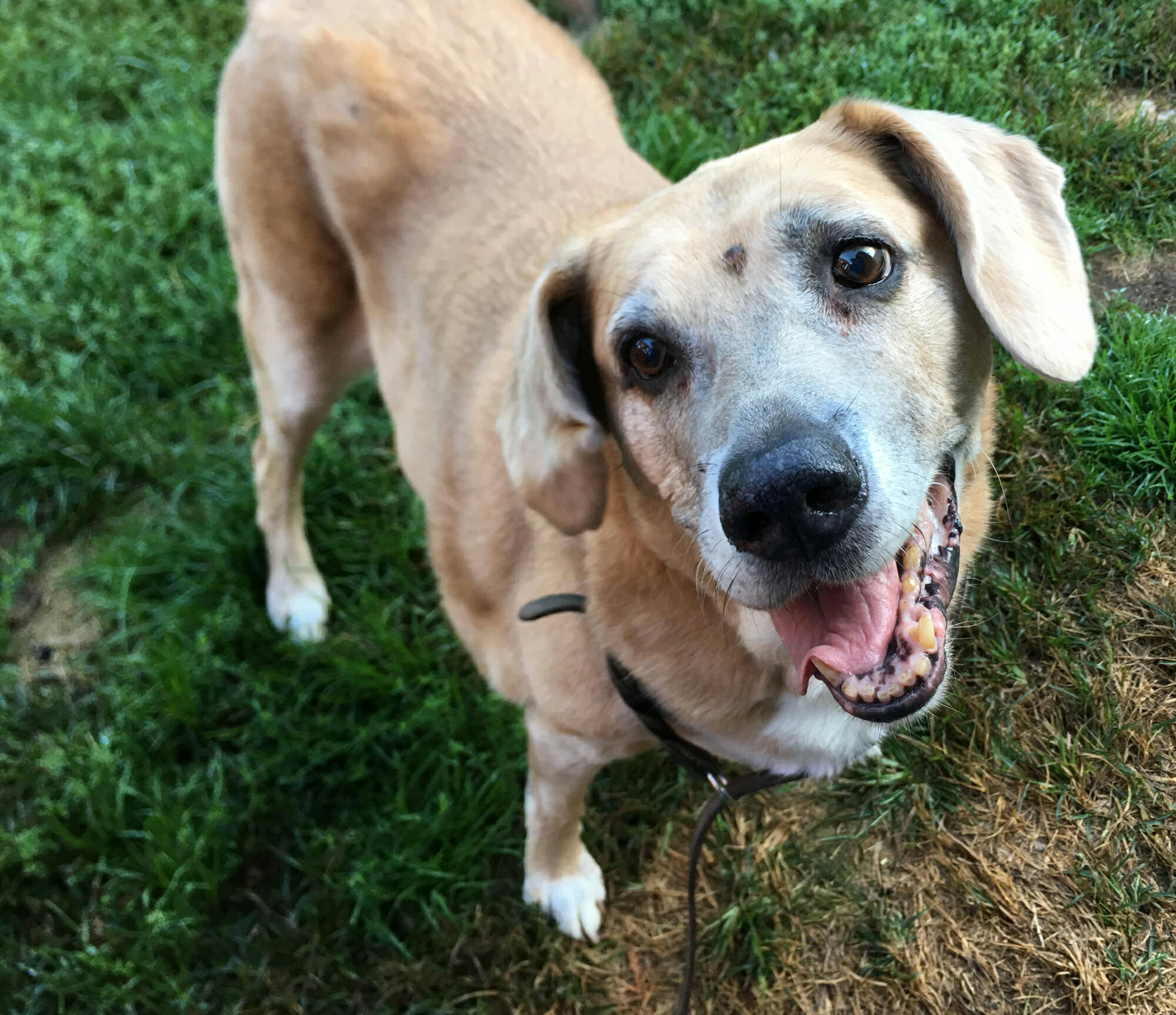 smiling dog