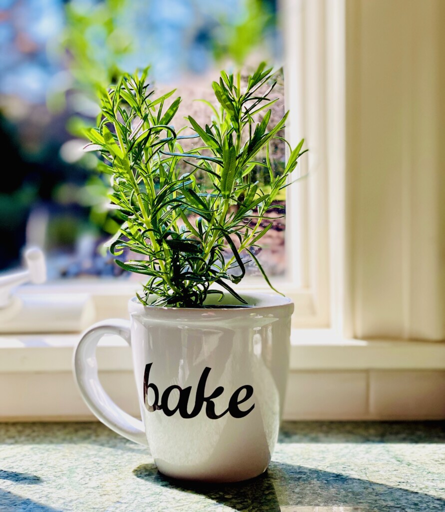 rosemary plant