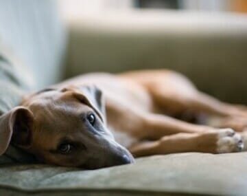 Dixie on sofa
