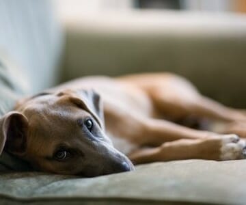 Dixie on sofa