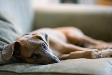 Dixie on sofa