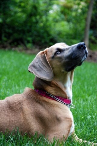 Dixie in the grass