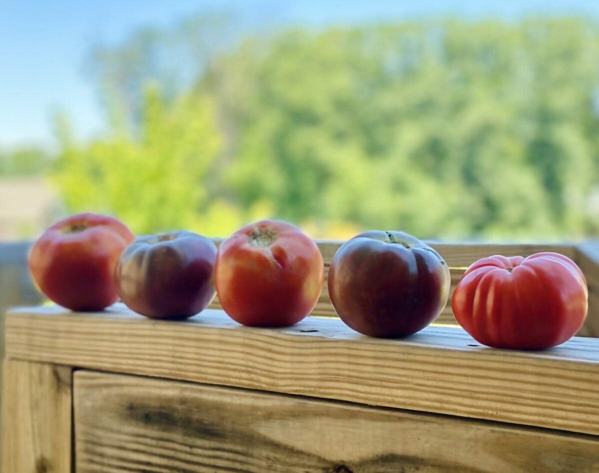 Heirloom tomatoes sitting on a fence.