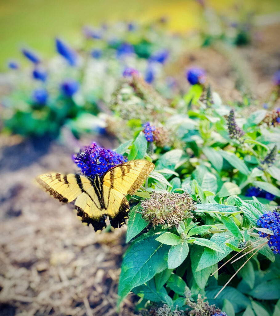 butterfly bush