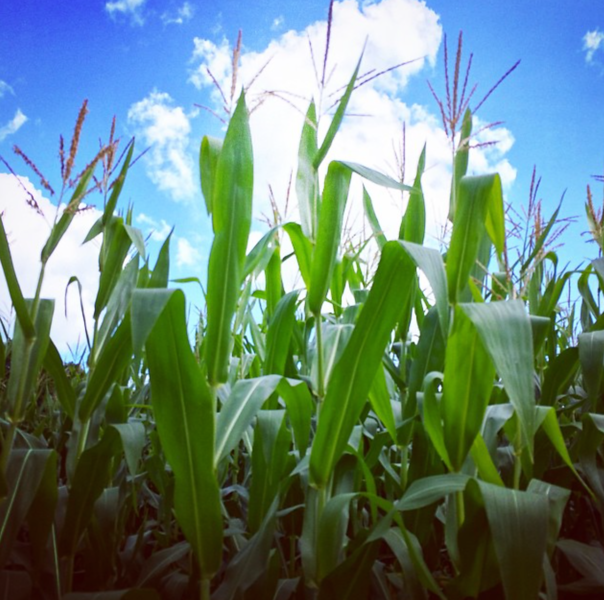 corn in a corn field