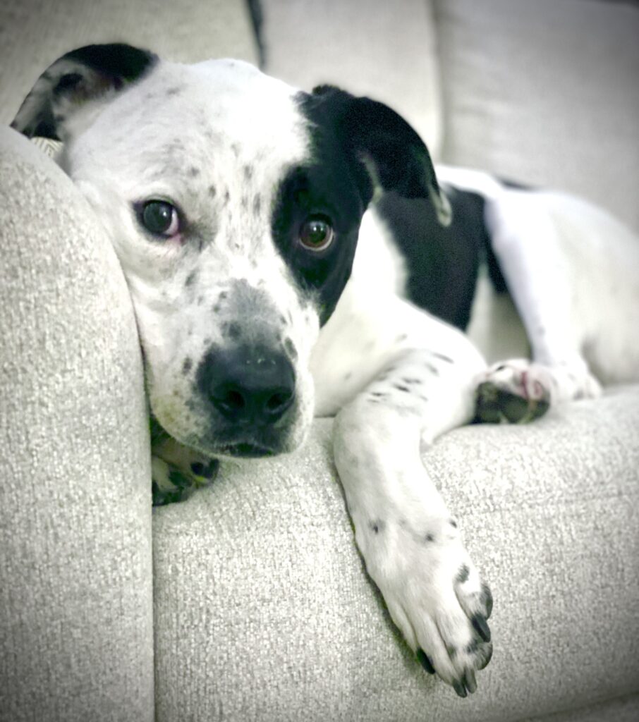 dog on couch