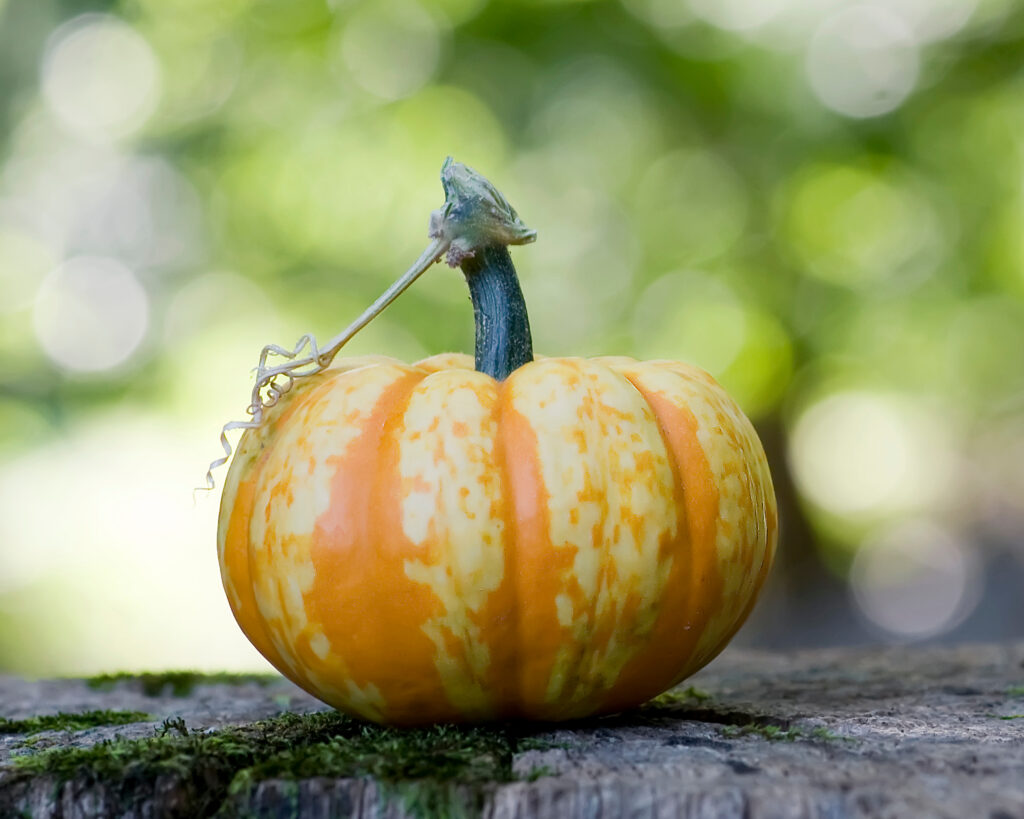 pumpkin