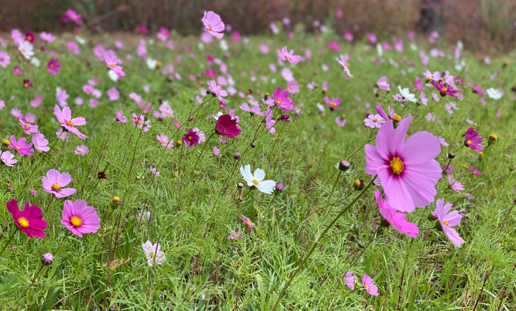 wildflowers