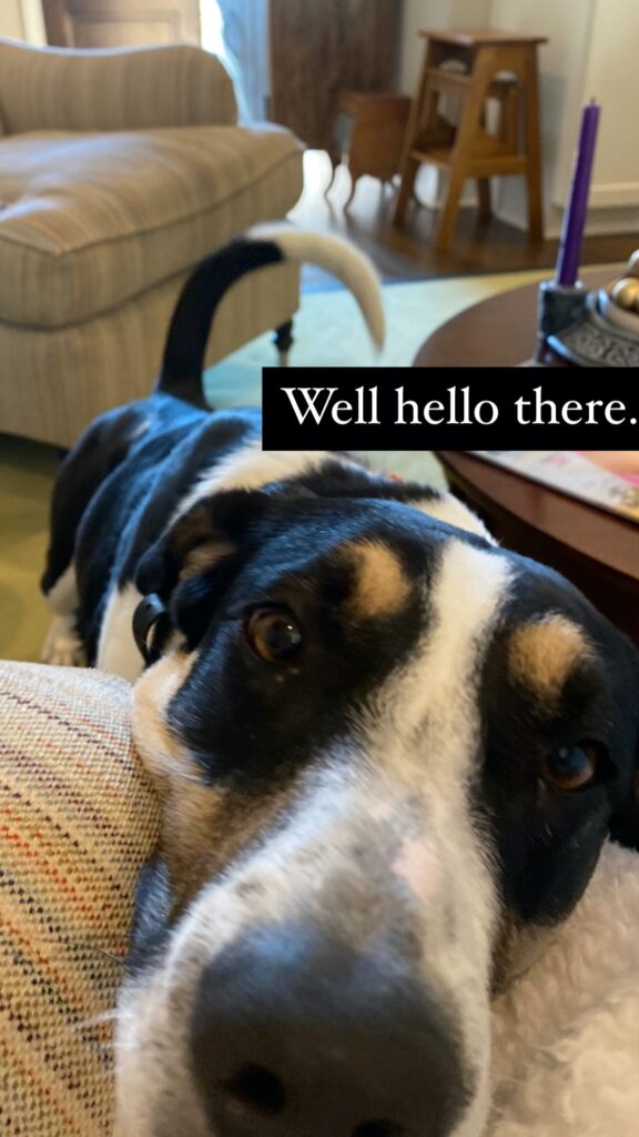 dog nose