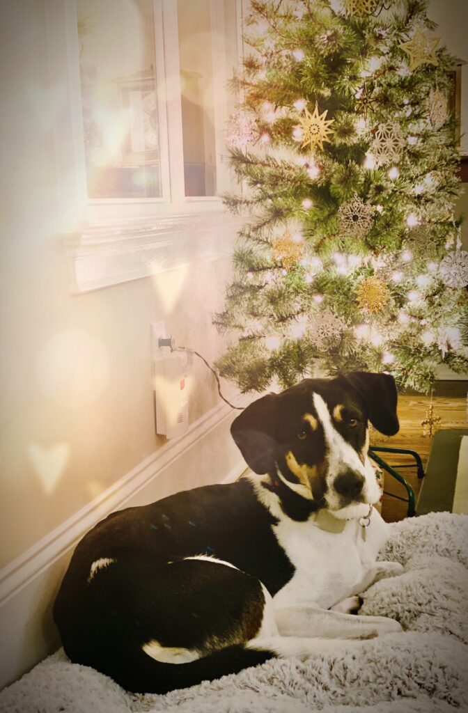 dog under Christmas Tree