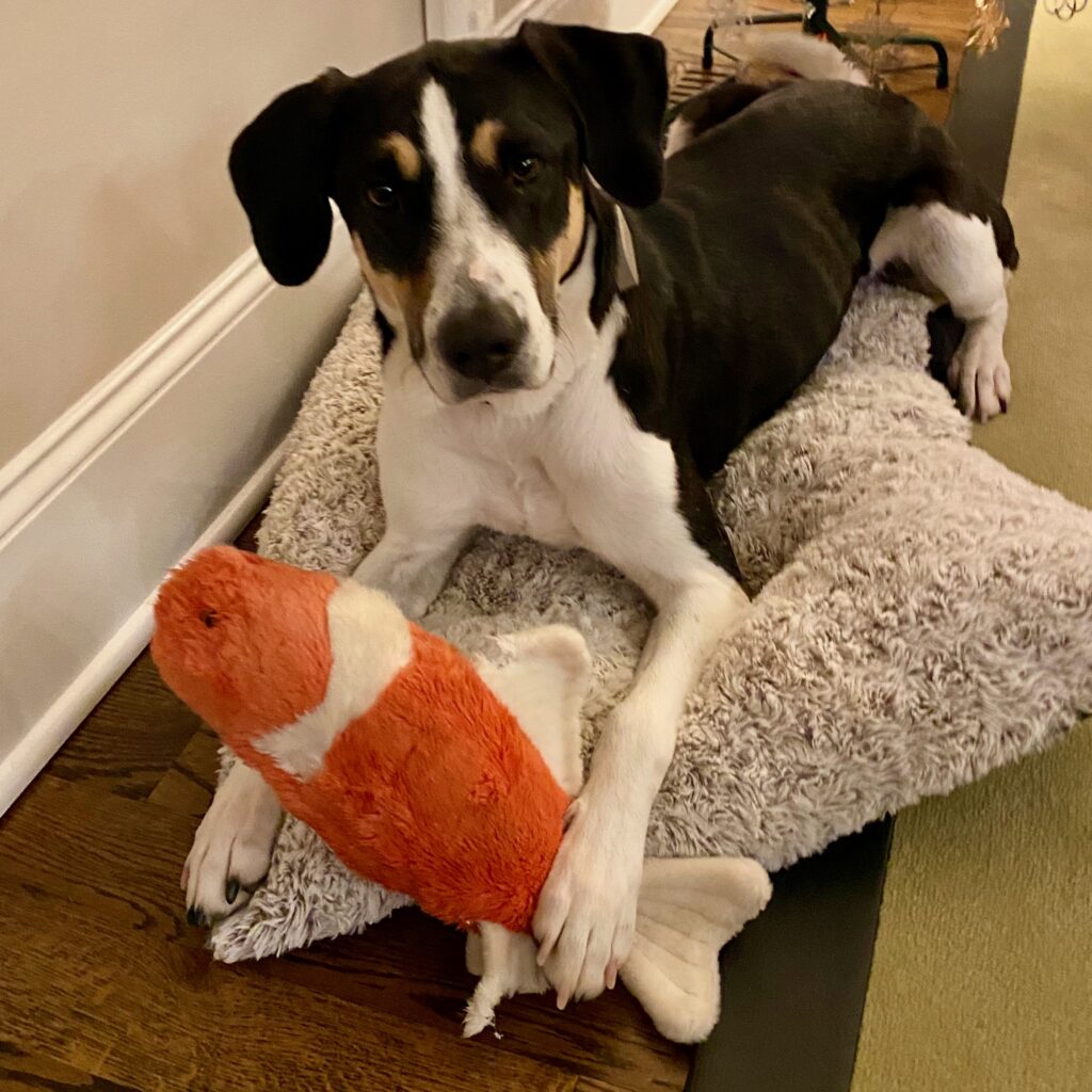 dog with fish toy