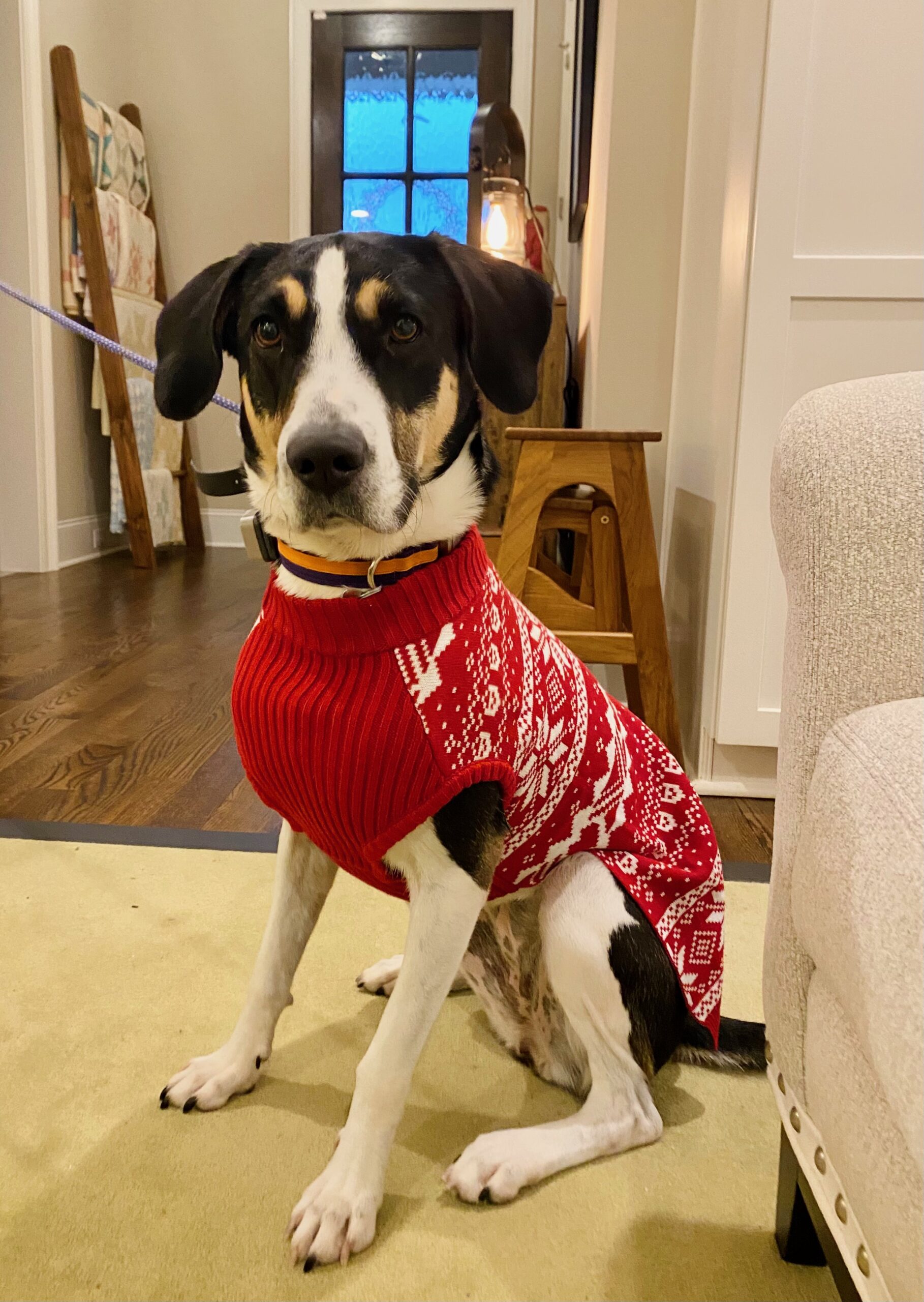 Dog in a Christmas sweater.