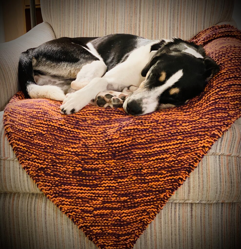 dog on blanket