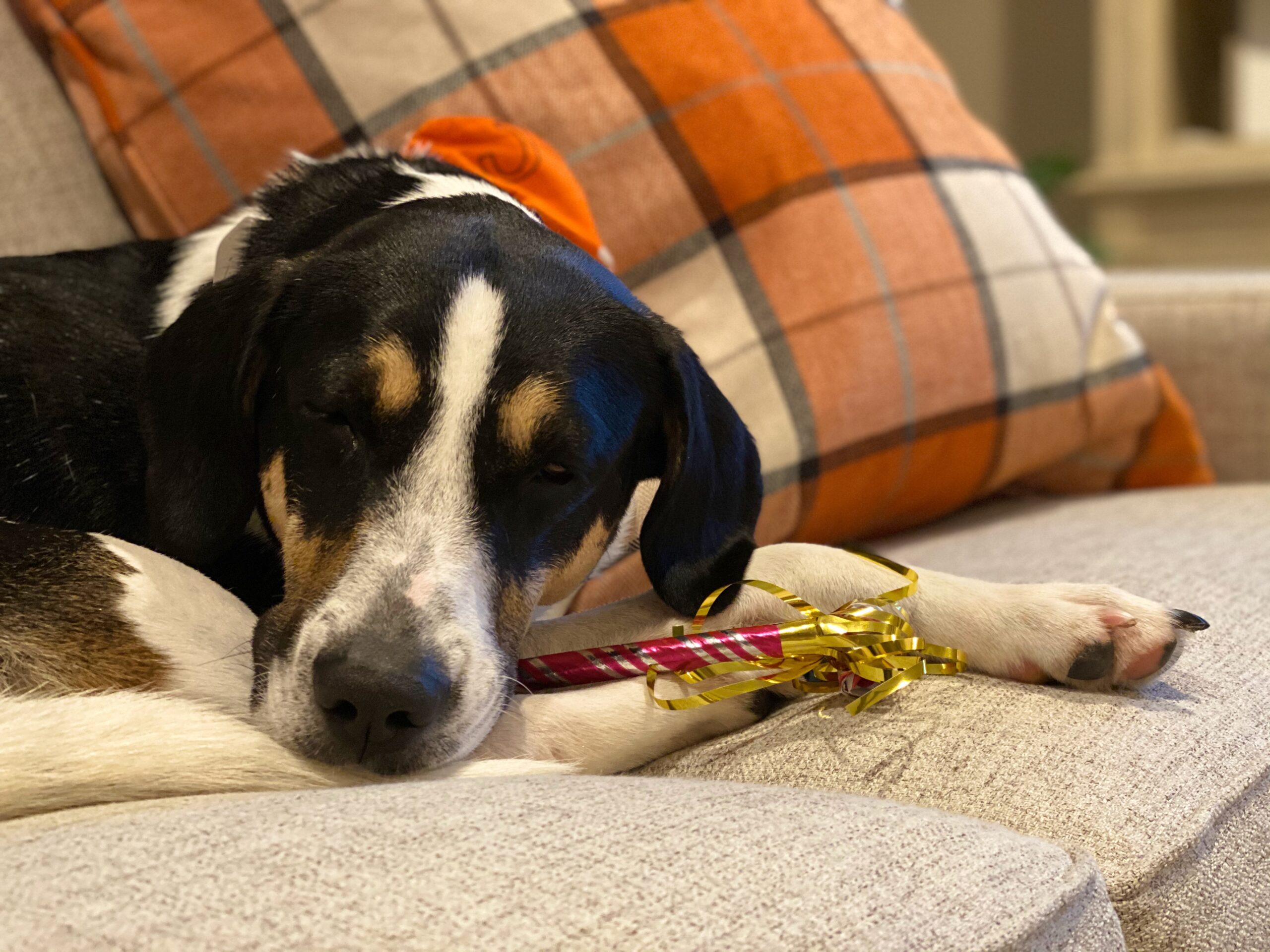 New Year's Eve dog.