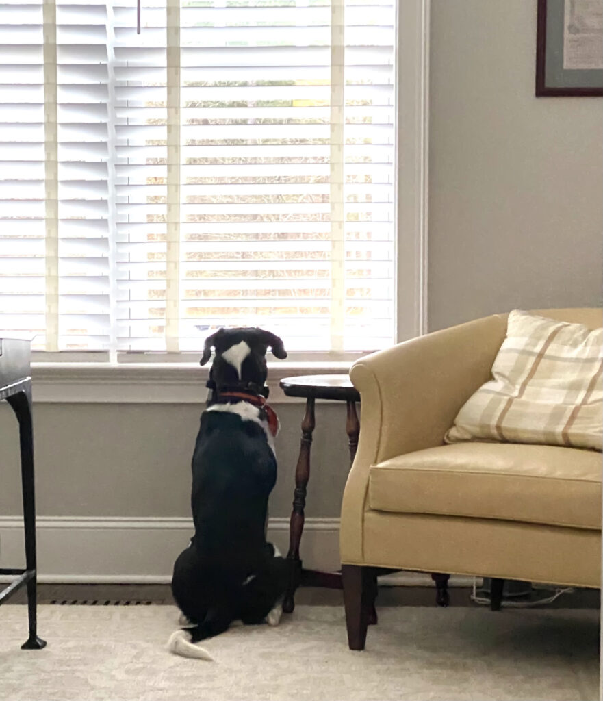 waiting dog