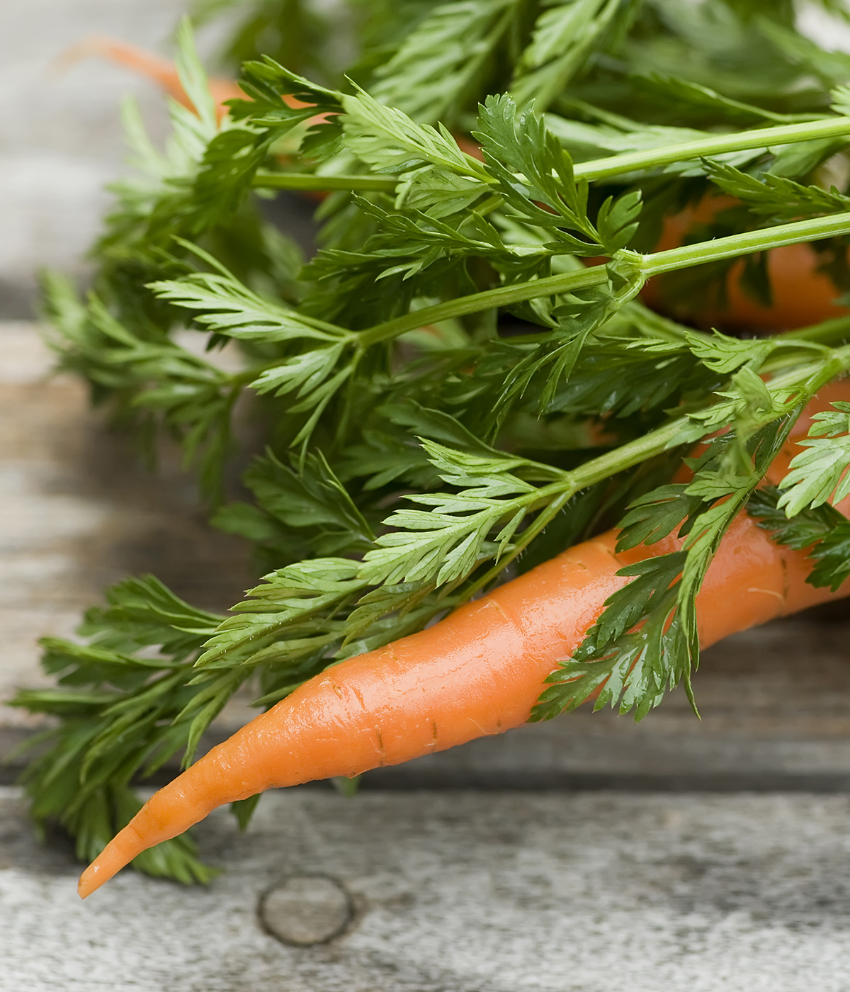 Fresh carrots with greens.