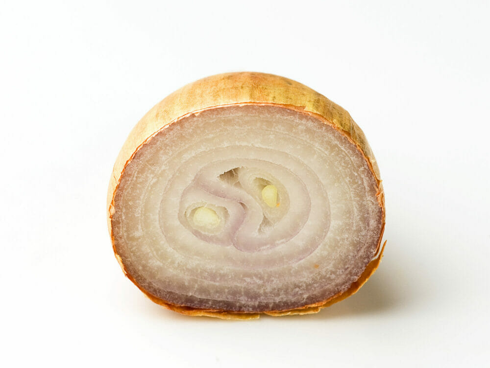 shallot