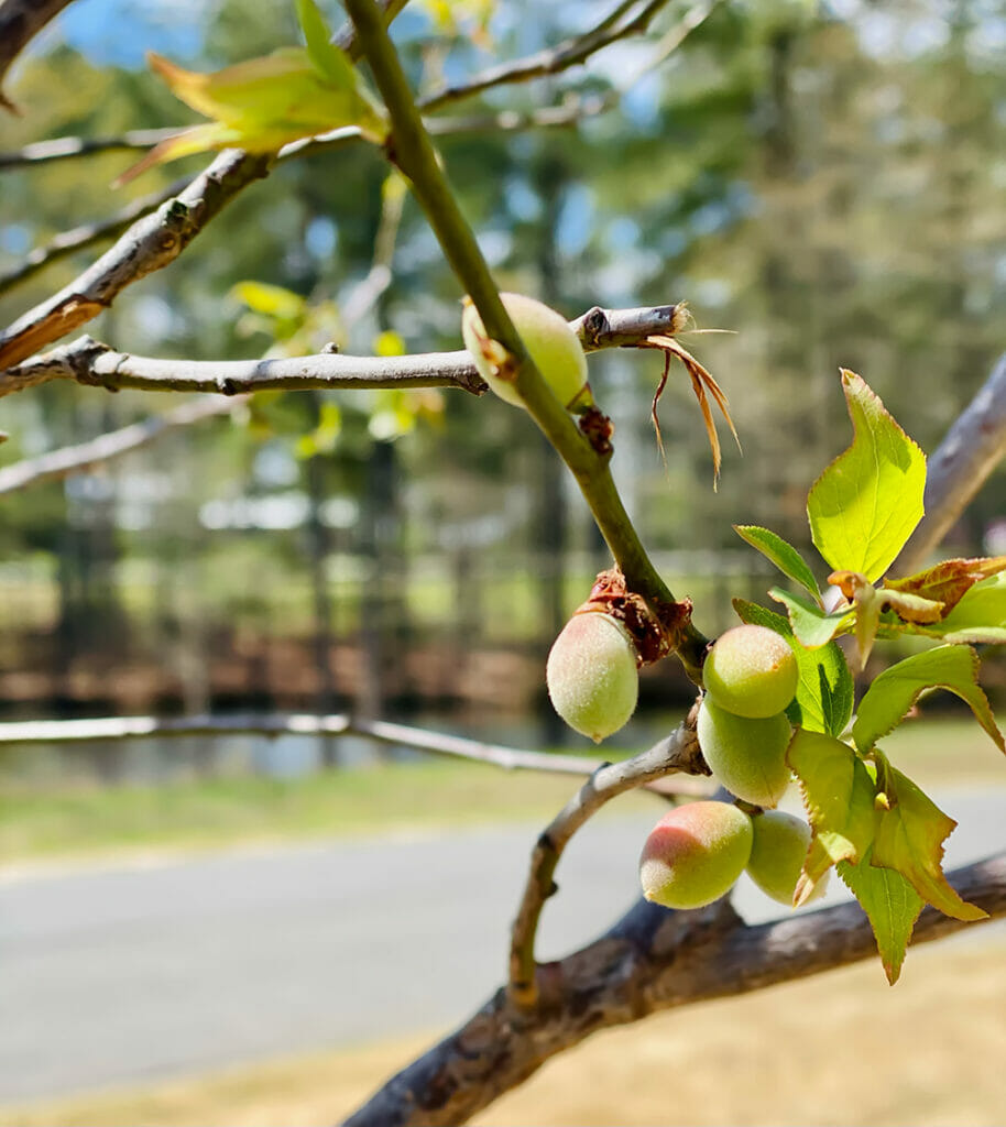 baby apricots