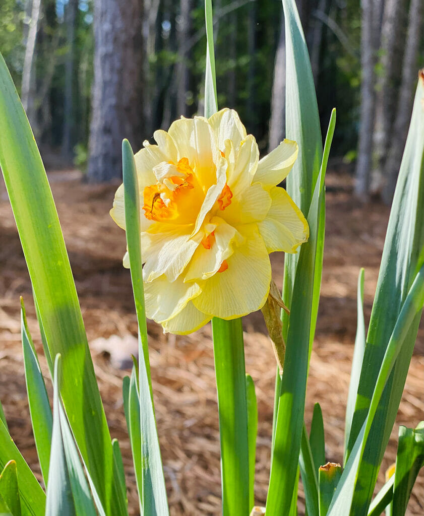 last daffodil